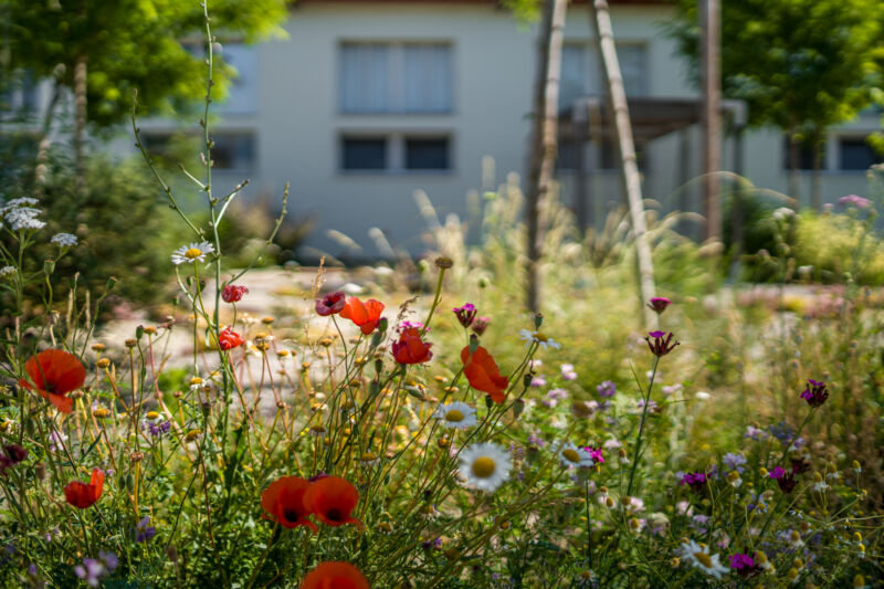 POCKET PARK KORNFEIL